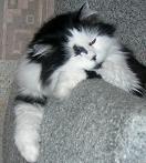 Catrin